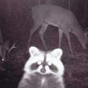 Meet your Posher, Misty